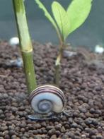 Mooie Jonge Aquarium Slakken, Slak of Weekdier, Zoetwatervis