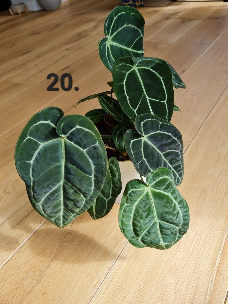 Anthurium crystallinum kamerplant, 5 plantjes in een pot, Ophalen of Verzenden, Halfschaduw, Minder dan 100 cm