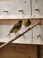Kanarie mannen, Dieren en Toebehoren, Mannelijk