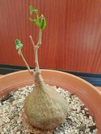 Gerrardanthus macrorrhizus, caudex plant, caudiciform, Verzenden, Halfschaduw, Minder dan 100 cm