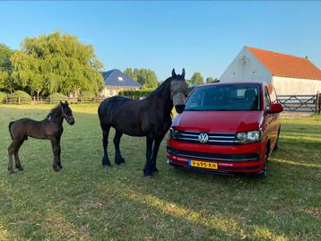 VW T6 Transporter | Nette werkbus | Lederen stoelen | beschikbaar voor biedingen