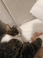 Kleur: zwaart, grijs, wit, Dieren en Toebehoren, Katten en Kittens | Overige Katten, Kater, Kortharig, 0 tot 2 jaar