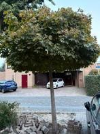 Prachtige Bolboom - Globosum, Tuin en Terras, Bloeit niet, 100 tot 250 cm, Ophalen, Volle zon