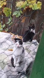 Prachtige kittens Bergen op zoom, Poes, 0 tot 2 jaar