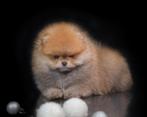 Pomeriaan pup | klein | volledig gevaccineerd | betrouwbaar, Dieren en Toebehoren, Reu, 8 tot 15 weken, Buitenland, Eén hond
