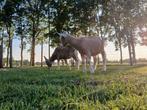2 toggenburger bokjes, Dieren en Toebehoren, Schapen, Geiten en Varkens, Mannelijk, Geit