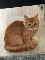 Lieve huiskatten te koop – 1 katers & 2 poesjes 🐾, Dieren en Toebehoren, Katten en Kittens | Overige Katten, Meerdere dieren