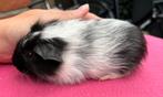 3 prachtige cavia beren, Dieren en Toebehoren, Knaagdieren, Cavia, Mannelijk, Januari, Tam