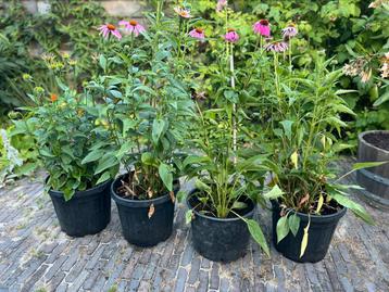 Echinacea purpurea - paarse zonnehoed, 4 stuks beschikbaar voor biedingen