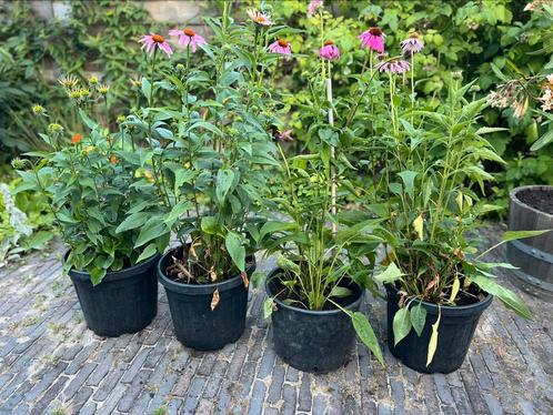 Echinacea purpurea - paarse zonnehoed, 4 stuks, Tuin en Terras, Planten | Tuinplanten, Vaste plant, Overige soorten, Volle zon
