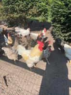 Barnevelder kippen en kuikens ., Dieren en Toebehoren, Pluimvee | Toebehoren, Ophalen of Verzenden, Drinken en Voederen