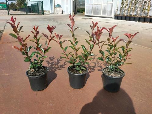 Photinia Fraseri Carré "Rouge"🌿🍁 (glansmispel), Tuin en Terras, Planten | Tuinplanten, Halfschaduw, Zomer, Ophalen