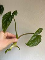 Philodendron mamei, verse kopstek, Huis en Inrichting, Kamerplanten, Ophalen of Verzenden, Overige soorten, Minder dan 100 cm