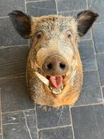 mooi opgezet zwijnshoofd, Ophalen of Verzenden, Zo goed als nieuw, Opgezet dier