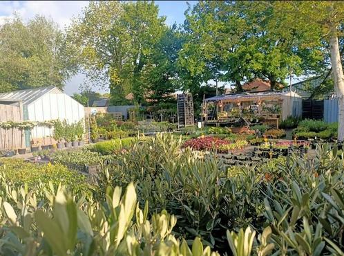 Bezoek nu onze planten kwekerij, Tuin en Terras, Planten | Tuinplanten, Overige soorten, Volle zon, Zomer, Ophalen of Verzenden