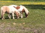 Gratis ponies verzorgen, Ophalen of Verzenden