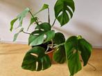 Monstera - gatenplant, Ophalen, Overige soorten, Halfschaduw, Minder dan 100 cm