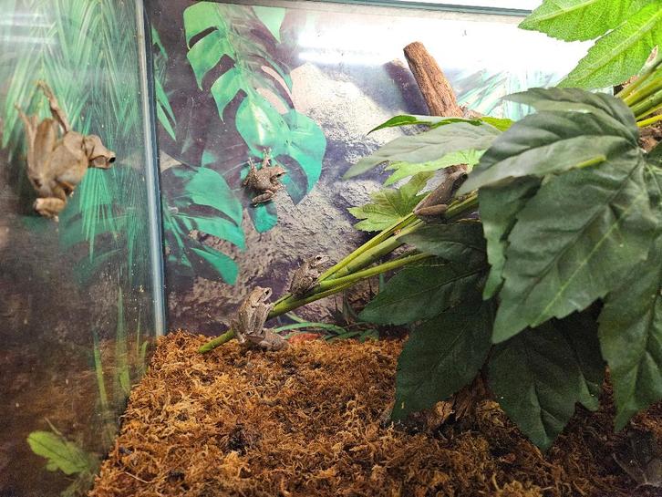 Polypedates Megacephalus Spotpootboomkikker