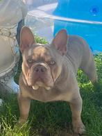 Zeer mooie franse bulldog dekreu ter dekking!, Dieren en Toebehoren, België, Fokker | Hobbymatig, Rabiës (hondsdolheid), Reu