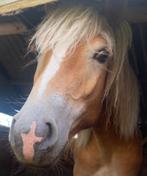 Haflinger hengst S lijn, Dieren en Toebehoren, Paarden, Minder dan 160 cm, Gechipt, 0 tot 2 jaar, Hengst