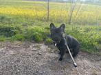 Ter dekking aangeboden, Dieren en Toebehoren, Honden | Dekreuen, Rabiës (hondsdolheid), Reu, 1 tot 2 jaar, Eén hond