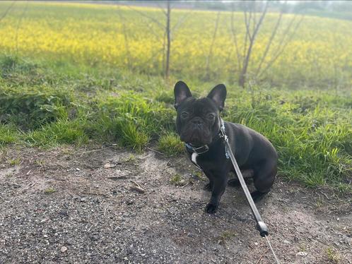 Ter dekking aangeboden, Dieren en Toebehoren, Honden | Dekreuen, Reu, Particulier, Eén hond, Nederland, 1 tot 2 jaar, CDV (hondenziekte)