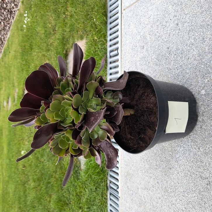Aeonium arboreum plant, Huis en Inrichting, Kamerplanten, Minder dan 100 cm, Halfschaduw, Ophalen of Verzenden