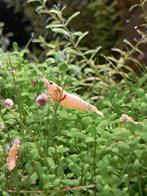 Garnalen, Kreeft, Krab of Garnaal