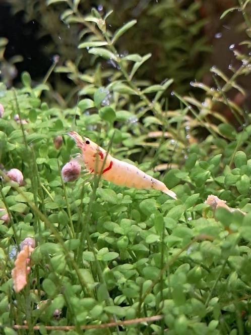 Garnalen, Dieren en Toebehoren, Vissen | Aquariumvissen, Kreeft, Krab of Garnaal