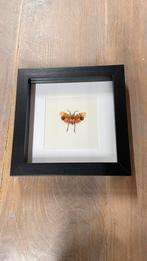 opgezette insect Penthicodes pulchella in 3D lijst, Ophalen of Verzenden, Zo goed als nieuw, Insect, Opgezet dier