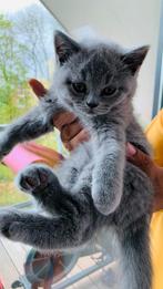3 British shorthair kittens - 3 Britise Korthaar, Dieren en Toebehoren, Katten en Kittens | Raskatten | Korthaar