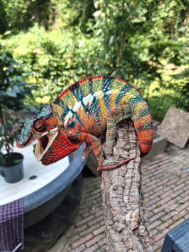 Panterkameleon Blue Bar met papieren,vitamines,gaasterra