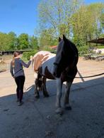 Stal hulp aangeboden, Weidegang