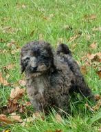 Kleine Dwergpoedel pups beschikbaar, Dieren en Toebehoren, Poedel, CDV (hondenziekte), 8 tot 15 weken, Meerdere