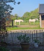 Pensioenplek 24/7 buiten met inloopstal, Dieren en Toebehoren, Stalling en Weidegang, Weidegang, 1 paard of pony