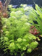 Limnophila Sessiliflora, Ophalen, Zo goed als nieuw, Plant(en), Steen of Hout