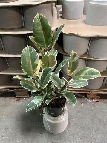 Ficus elastica robusta Tineke – 60 cm 3-steks beschikbaar voor biedingen