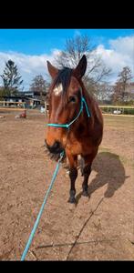 Verzorger gezocht voor lieve 4-jarige ruin, Dieren en Toebehoren, Ophalen