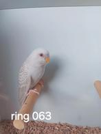 Prachtige jonge Blackface Duits Fallow split BW man, Dieren en Toebehoren, Vogels | Parkieten en Papegaaien, Mannelijk, Parkiet