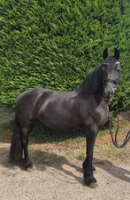 Hele brave fries te koop!, Dieren en Toebehoren, Merrie, Recreatiepaard