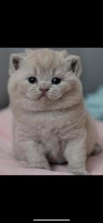 Prachtige Brits korthaar kittens beschikbaar, Meerdere dieren, Gechipt, 0 tot 2 jaar