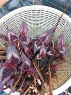 Persicaria microcephala 'Red Dragon', Overige soorten, Vaste plant, Ophalen of Verzenden, Halfschaduw