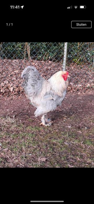 Brahma groot Isabel broedeieren beschikbaar voor biedingen