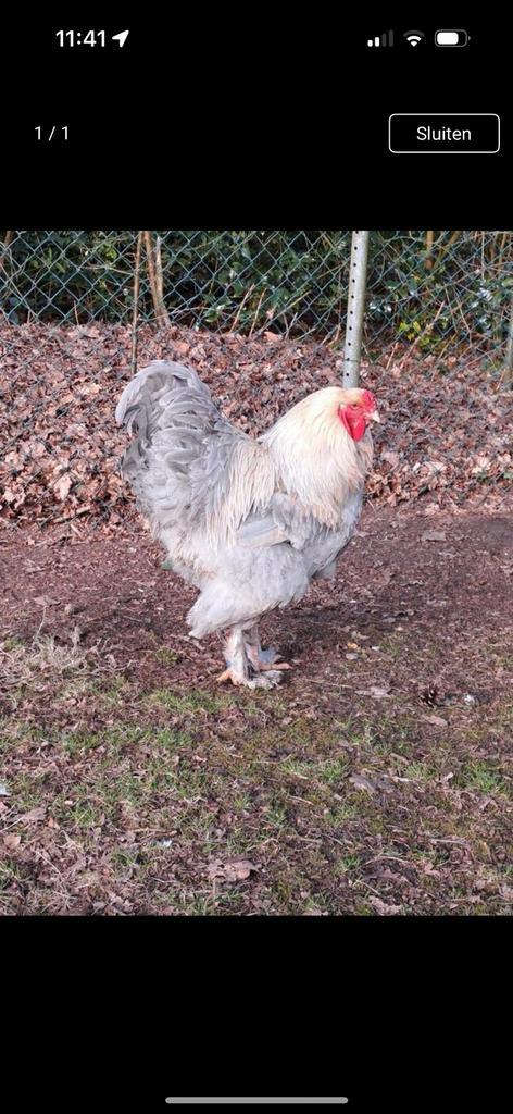 Brahma groot Isabel broedeieren, Dieren en Toebehoren, Pluimvee, Kip, Geslacht onbekend