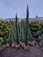 Italiaanse Cipres - Zuilvormige Boom 2 voor 150€, Tuin en Terras, Planten | Bomen, Bloeit niet, Ophalen of Verzenden, 100 tot 250 cm