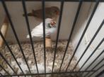Zebravinken, Dieren en Toebehoren, Meerdere dieren, Tropenvogel