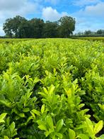 Haagplanten: Laurier, Taxus, coniferen Groenblijvend, Tuin en Terras, Planten | Struiken en Hagen, Ophalen of Verzenden, Laurier
