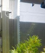 Guppy baby "Black Tuxedo", Vis, Zoetwatervis, Schoolvis