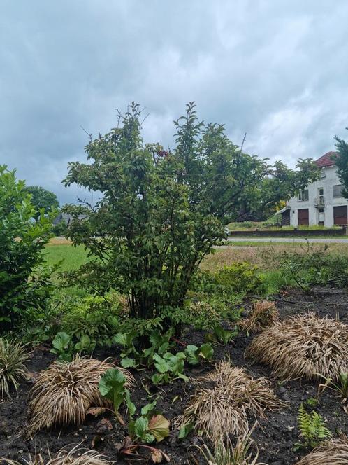 Prachtige volle grote struik. Riant formaat

Soort onbekend, Tuin en Terras, Planten | Struiken en Hagen, Overige soorten, 100 tot 250 cm
