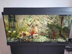 Aquarium zoet water vissen er bij, Ophalen, Zo goed als nieuw, Gevuld zoetwateraquarium